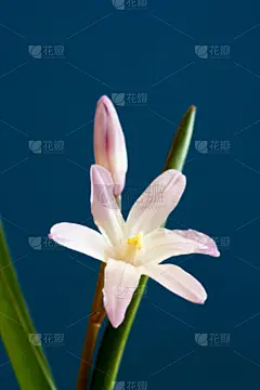 可爱的,粉色,垂直画幅,美,贺卡,留白,无人,特写,明信片,彩色背景