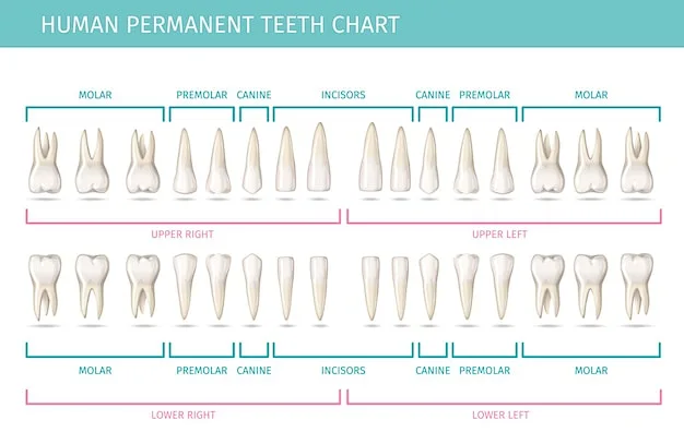Dental anatomy chart with permanent human teeth realistic vector ...