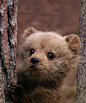 Baby brown bear.