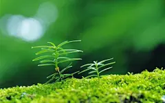 清新绿芽壁纸图片 (3)