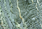 树皮肌理-绿色褶皱树皮肌理图片设计
