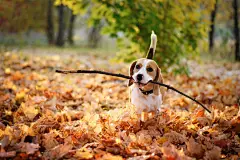 点击来源直接获取大图文件 |Cute beagle dog with stick in mouth against beautiful autumn nature background