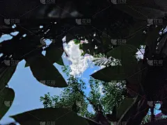 树剪影形状从阳光通过树与低角度视图