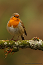 Photograph Singing Robin 