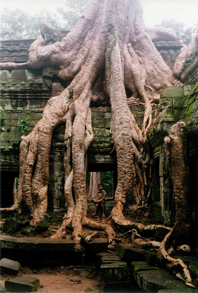 “树妖”啊。暹粒省，柬埔寨