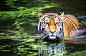 The tiger and water 的图像结果