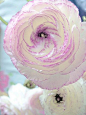 Ranunculus | Beautiful ✿ Worldhttp://huaban.com/?md=chrome_ex#