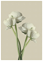 Buttercups : ---#花