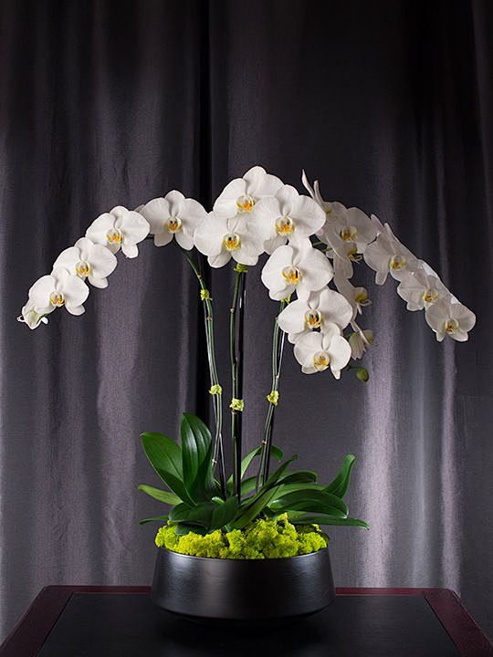 Orchid arrangements ...