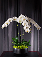 Orchid arrangements are a perfect holiday gift for your family, friends, host or hostess of the party you are invited to.