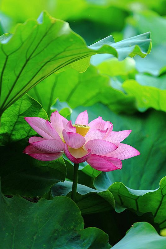 佛说，笑看花开是一种好心情，静赏花落是一...