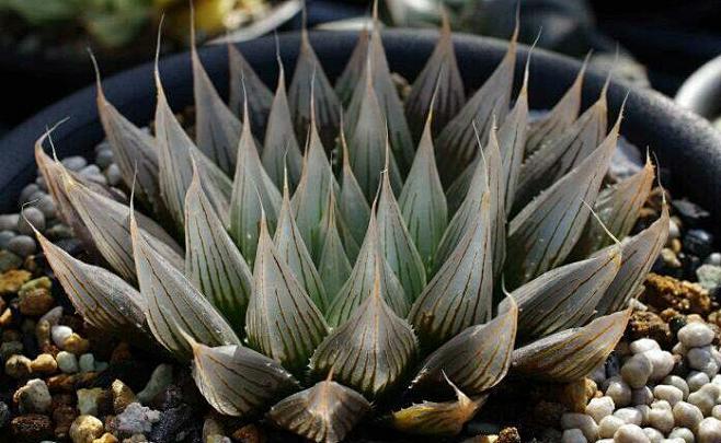 玉露haworthiadavidii大卫