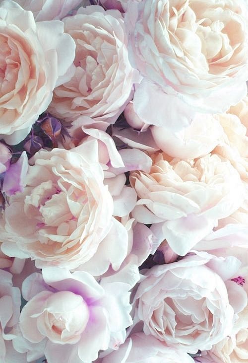 roses or peonies? <3