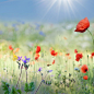 Photograph Meadow with poppies 