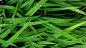 General 2560x1440 grass green water water drops photography