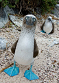 The Blue Footed Boobie