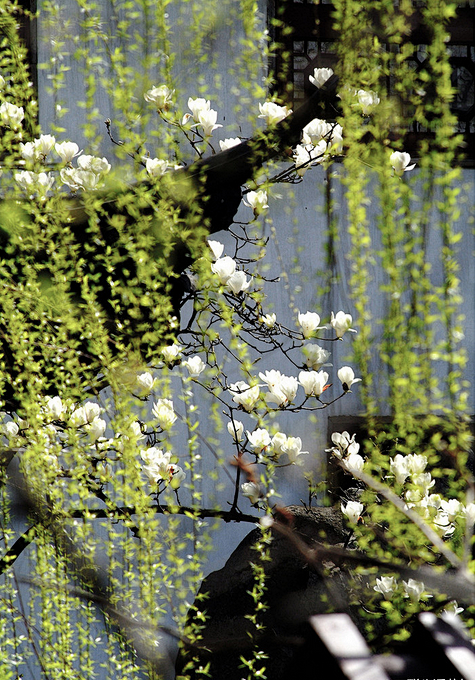 花瓣精选图片