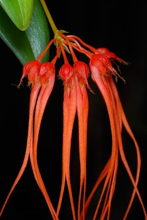 Bulbophyllum  石豆兰