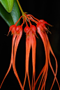 Bulbophyllum  石豆兰