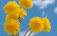 唯美蒲公英花桌面高清壁纸桌面壁纸2