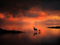 珍妮伍德沃德500像素，拍摄的鹿在日落