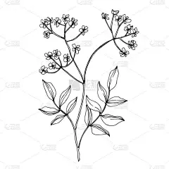 病媒野花植物科植物花。 黑白版画水墨艺术. 孤立的花卉插画元素.