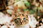 #LOFTER展览# 我们将大家与流浪猫的故事搬到了绍兴万达，一场关于温暖和公益的活动将持续到七月底。
在此感谢每一位热情参与此次活动的LOFTER们，让更多的朋友走近流浪小喵们的生活。@绍兴猫猫 @乐乎印品 @LOFTER摄影                 
展览时间：2016年7月8日至24日
展览地点：浙江省绍兴市柯桥区...展开全文c