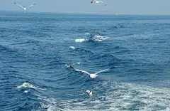 海纳百川图片高清壁纸的搜索结果_百度图片搜索