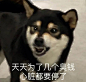 表情包