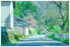 睡不醒猫采集到摄影。日式建筑