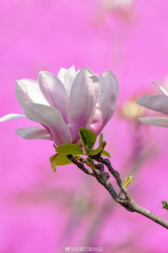 粉底玉兰花致青春致曾经的青春67676767
