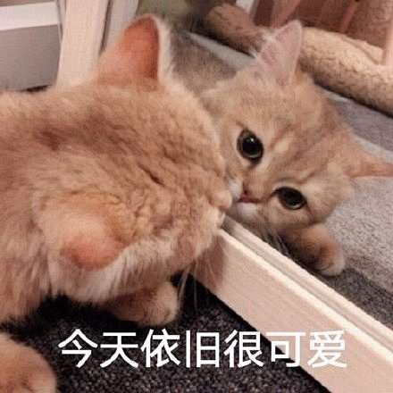 今天依旧很可爱（猫咪表情包）