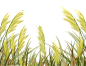 手绘水彩芦苇丛植物透明背景免抠PNG图案 装饰PS设计合成素材 (70)