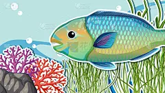 缩略图设计与鹦鹉鱼在海