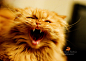 Photograph CAT! by Natalia Lisovskaya on 500px