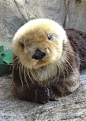 sea otter | Nature&Animals