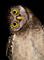 owl