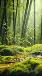 惊蛰实景感植物生长光影组合背景