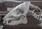 Skulls & Bones (53)