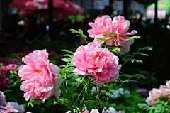 牡丹花花骨朵图片素材