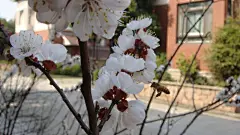 洁白的杏花图片桌面壁纸桌面壁纸4
