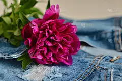 仍然生活。粉红色牡丹牡丹玫瑰花蓝色牛仔夹克，背景。花园春花，名片概念，文案空间。母亲节，生日，庆祝