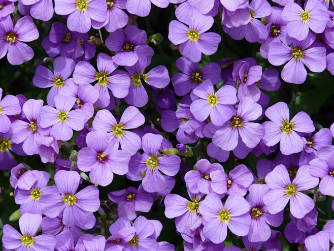 蓝色的枕头aubrietaaubrietien十字花科植物种十字花科观赏植物蓝色