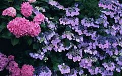 好看的紫色花丛图片桌面高清壁纸_8599壁纸网