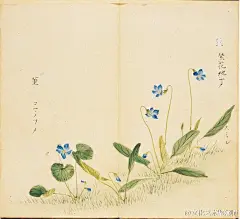 日本画册《诗经名物图解》节选[心]