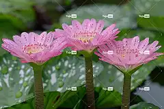 Ai产生的 花朵 莲花 花瓣 粉色的 花园 夏天 植物 植物群