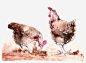 矢量水彩母鸡eps免抠素材_新图网 https://ixintu.com 母鸡 水彩 手绘 走地鸡 鸡肉 本地鸡 PNG素材 PNG图片 PNG素材免费下载 PNG图片素材