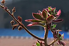 有意思的植物摄影作品_植物摄影作品_精图网_www.jingpic.com #壁纸# #微距# #静物# #美景# #创意# #小清新#