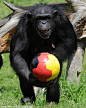 黑猩猩在玩足球