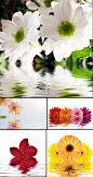 花与水高清素材-图片-视觉中国下吧